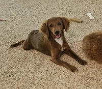 Bella, a female Cockapoo for sale in Virginia Beach, VA – 1 of 1