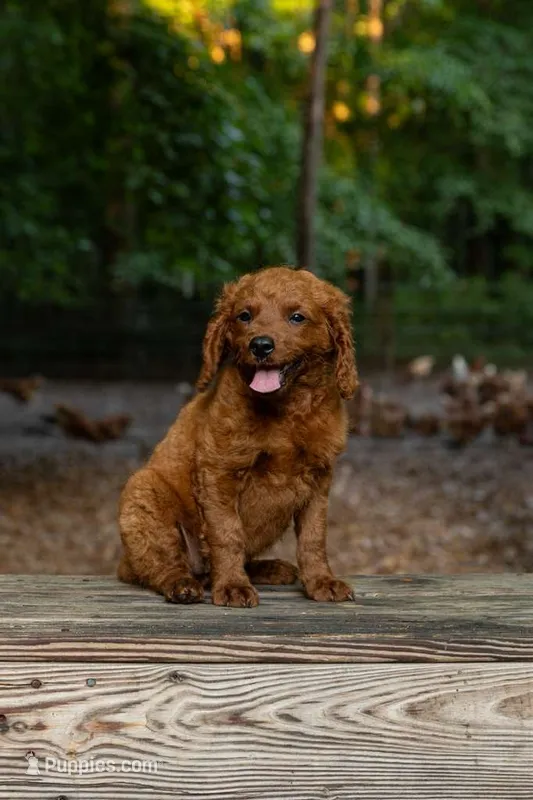 Bella, a female Cockapoo for sale in Virginia Beach, VA – 1 of 1