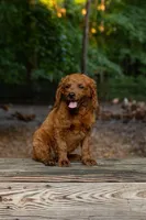Bella, a female Cockapoo for sale in Virginia Beach, VA – 1 of 1