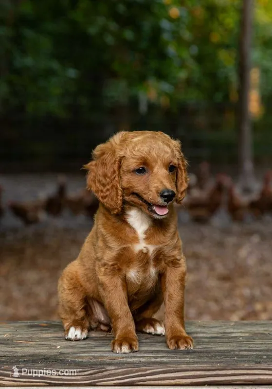Bella – Cockapoo puppy for sale in Virginia Beach, VA