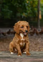 Bella, a female Cockapoo for sale in Virginia Beach, VA – 1 of 1