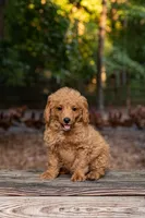 Hunter, a male Cockapoo for sale in Virginia Beach, VA – 1 of 1