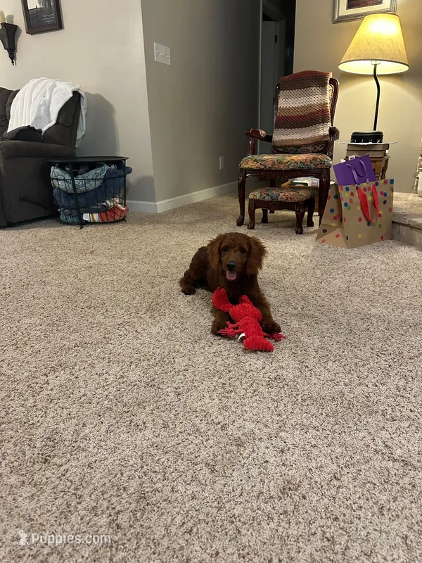 Rusty – Cockapoo puppy for sale in Virginia Beach, VA
