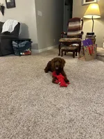 Rusty, a male Cockapoo for sale in Virginia Beach, VA – 1 of 2