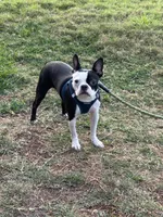 Grinch, a male Boston Terrier for sale in Ruskin, FL – Photo 3 of 3