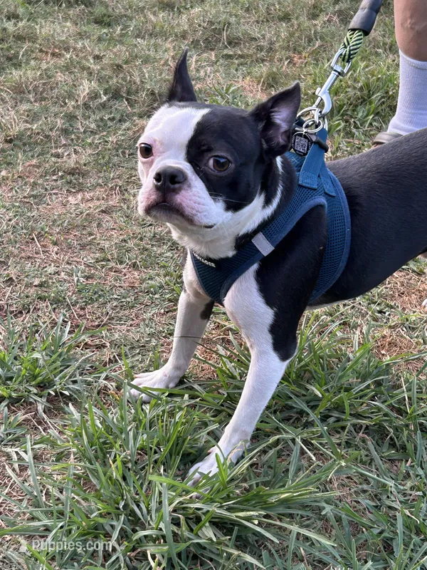 Grinch, a male Boston Terrier for sale in Ruskin, FL – Photo 1 of 3