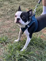 Grinch, a male Boston Terrier for sale in Ruskin, FL – Photo 1 of 3