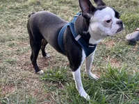 Grinch, a male Boston Terrier for sale in Ruskin, FL – Photo 2 of 3