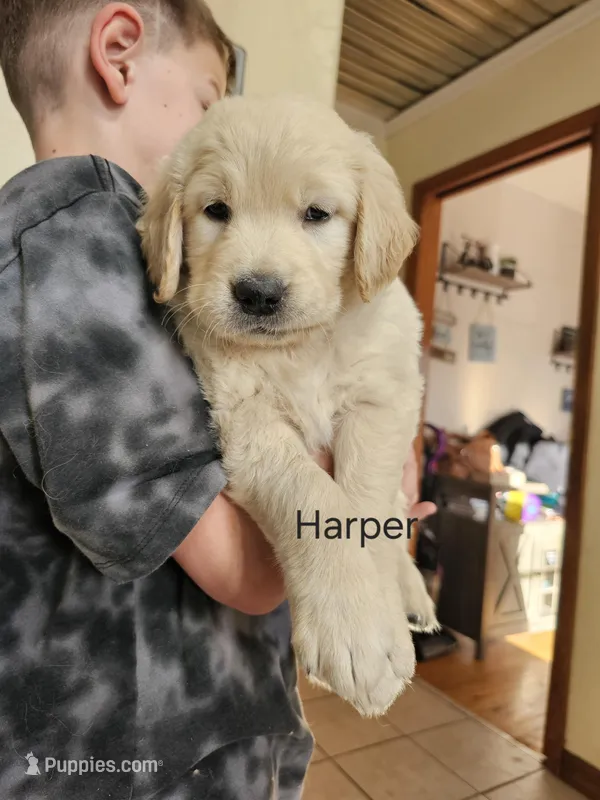 Harper
