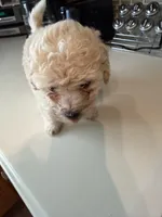 Max, a male Bichon Frise and Poodle - Miniature  for sale in Lakeland, FL – 2 of 6