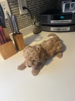 Brownie, a male Bichon Frise and Poodle - Miniature  for sale in Lakeland, FL – 4 of 6