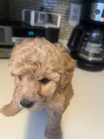 Brownie, a male Bichon Frise and Poodle - Miniature  for sale in Lakeland, FL – 5 of 6