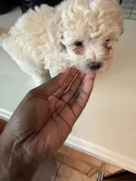 Max, a male Bichon Frise and Poodle - Miniature  for sale in Lakeland, FL – 4 of 6