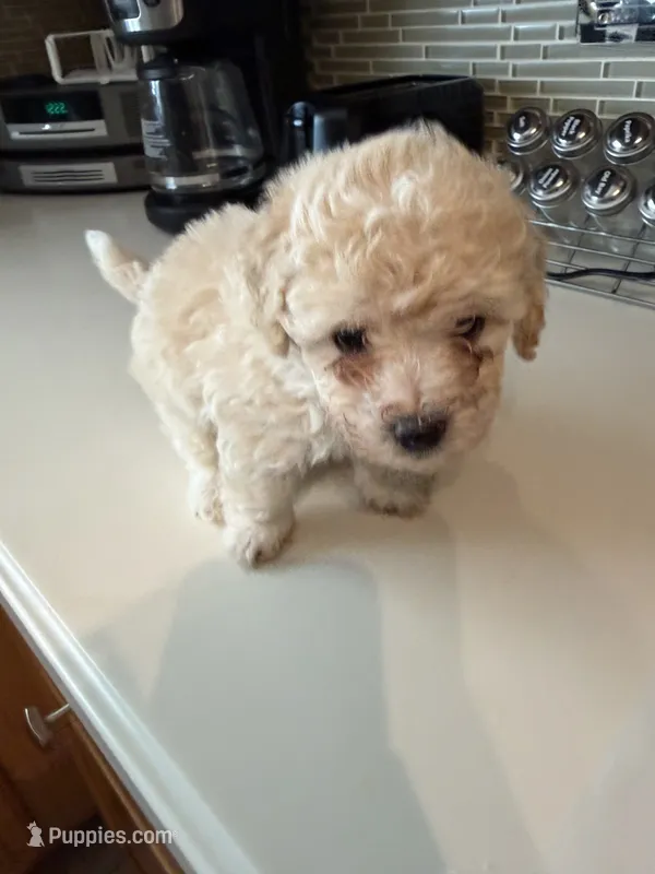 Max – Bichon Frise, Poodle - Miniature  puppy for sale in Lakeland, FL