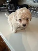 Max, a male Bichon Frise and Poodle - Miniature  for sale in Lakeland, FL – 1 of 6