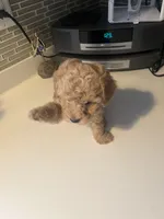 Brownie, a male Bichon Frise and Poodle - Miniature  for sale in Lakeland, FL – 2 of 6