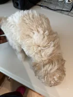 Max, a male Bichon Frise and Poodle - Miniature  for sale in Lakeland, FL – 6 of 6