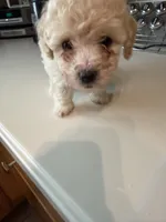 Max, a male Bichon Frise and Poodle - Miniature  for sale in Lakeland, FL – 3 of 6