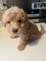 Brownie, a male Bichon Frise and Poodle - Miniature  for sale in Lakeland, FL – 3 of 6