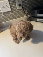 Brownie, a male Bichon Frise and Poodle - Miniature  for sale in Lakeland, FL – 1 of 6