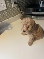 Brownie, a male Bichon Frise and Poodle - Miniature  for sale in Lakeland, FL – 6 of 6
