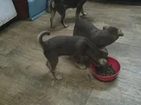 Bubba, a male Chihuahua for sale in Danielsville, GA – 2 of 3