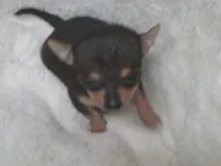 B.J., a male Chihuahua for sale in Danielsville, GA – 5 of 10