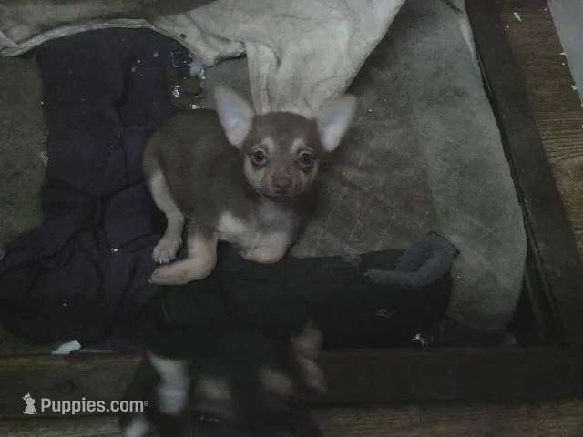 Candy – Chihuahua, Pomeranian puppy for sale in Danielsville, GA
