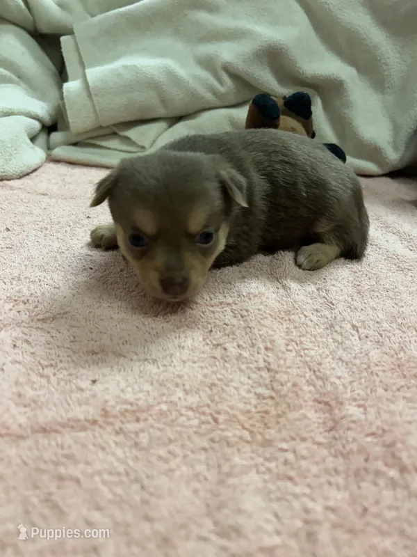 Candy – Chihuahua, Pomeranian puppy for sale in Danielsville, GA
