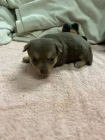 Candy, a female Chihuahua and Pomeranian for sale in Danielsville, GA – 1 of 2