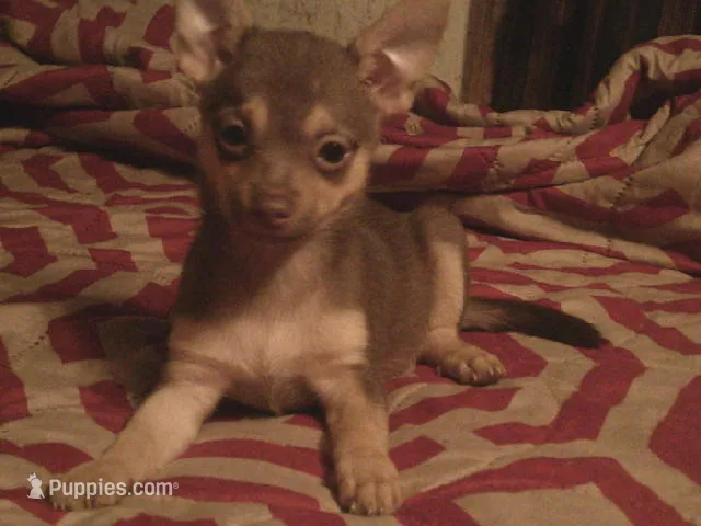 Candy – Chihuahua, Pomeranian puppy on hold in Danielsville, GA
