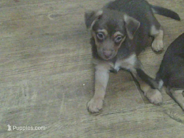 Gomer – Chihuahua puppy for sale in Danielsville, GA