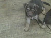 Gomer, a male Chihuahua for sale in Danielsville, GA – 1 of 3