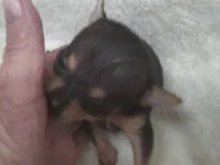 B.J., a male Chihuahua for sale in Danielsville, GA – 6 of 10