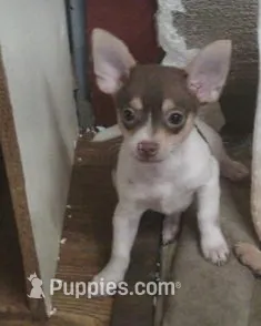 Spotty – Chihuahua, Pomeranian puppy for sale in Danielsville, GA