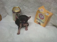 B.J., a male Chihuahua for sale in Danielsville, GA – 2 of 10