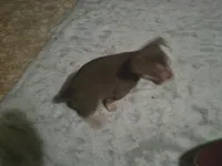 Bubba, a male Chihuahua for sale in Danielsville, GA – 3 of 3