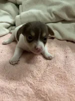 Spotty, a male Chihuahua and Pomeranian for sale in Danielsville, GA – 2 of 2