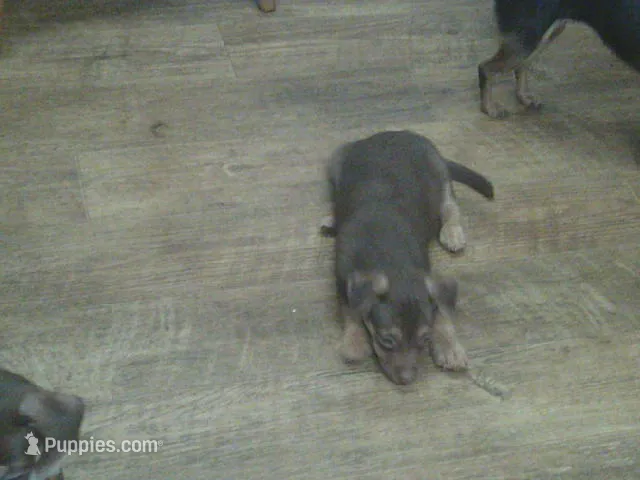 Bubba – Chihuahua puppy for sale in Danielsville, GA