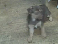 Gomer, a male Chihuahua for sale in Danielsville, GA – 2 of 3
