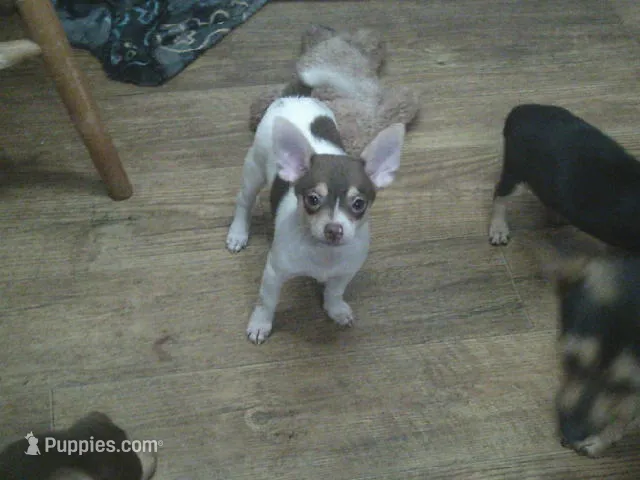 Spotty – Chihuahua, Pomeranian puppy for sale in Danielsville, GA