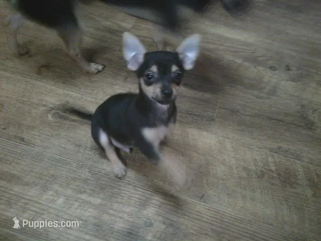 Dinky – Chihuahua, Pomeranian puppy for sale in Danielsville, GA