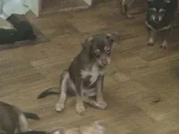 Bubba, a male Chihuahua for sale in Danielsville, GA – 4 of 4