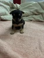 Dinky, a male Chihuahua and Pomeranian for sale in Danielsville, GA – 2 of 2