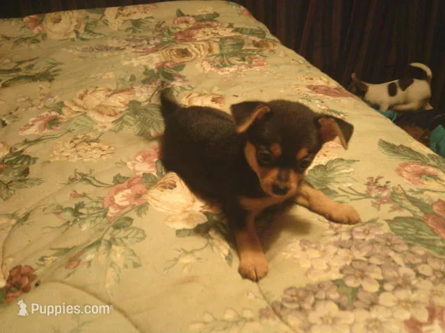 Pixie – Chihuahua, Pomeranian puppy for sale in Danielsville, GA