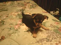 Pixie, a female Chihuahua and Pomeranian for sale in Danielsville, GA – 1 of 2