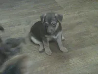 Bubba, a male Chihuahua for sale in Danielsville, GA – 3 of 4