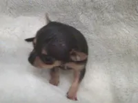 B.J., a male Chihuahua for sale in Danielsville, GA – 3 of 10