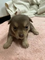 Candy, a female Chihuahua and Pomeranian for sale in Danielsville, GA – 2 of 2