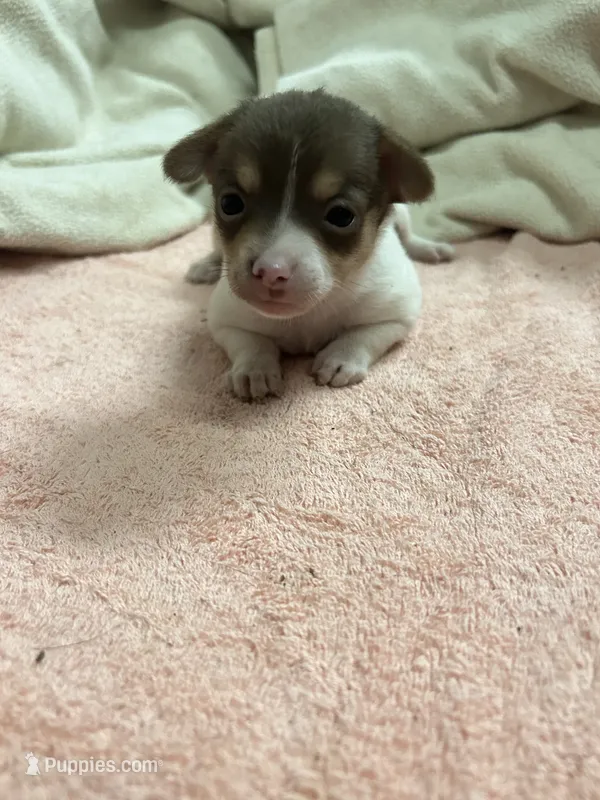 Spotty – Chihuahua, Pomeranian puppy for sale in Danielsville, GA